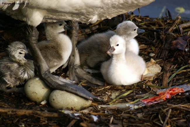 Piccoli Cigni