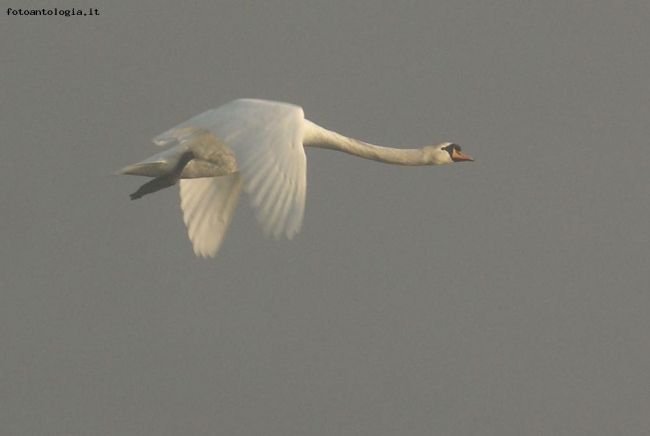 Cigno solitario