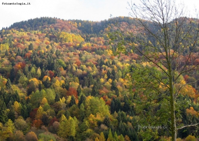 pomeriggio d'autunno ... una passeggiata in Cansiglio ...