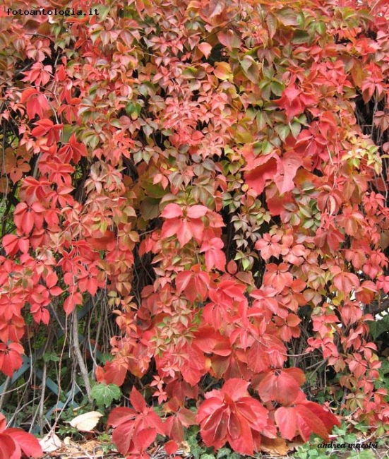 Cascata d'Autunno