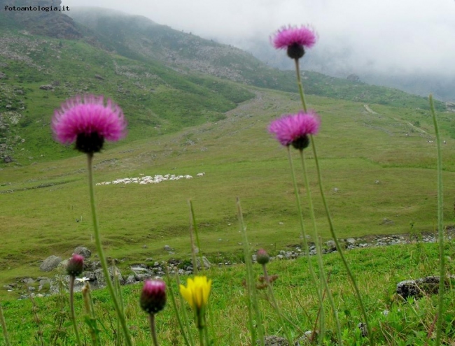 Fiori di montagna