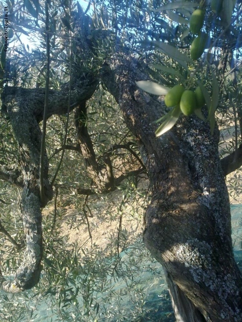 prova a cogliere un acino