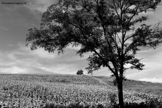 Campagna toscana