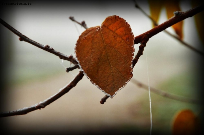 Ice heart