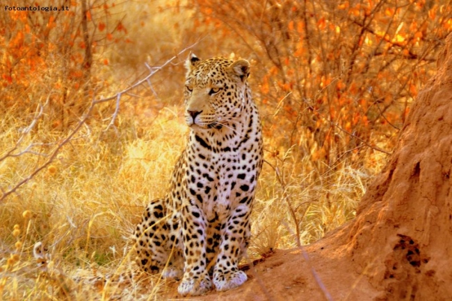 Leopardo vigile.