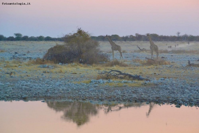 Giraffe al tramonto.