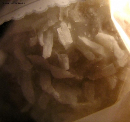 Cocco