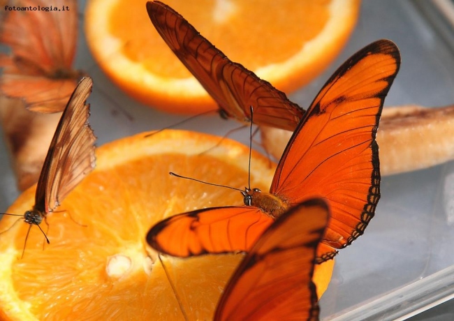 Butterfly Oranje