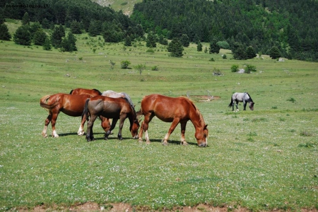 Cavalli al pascolo