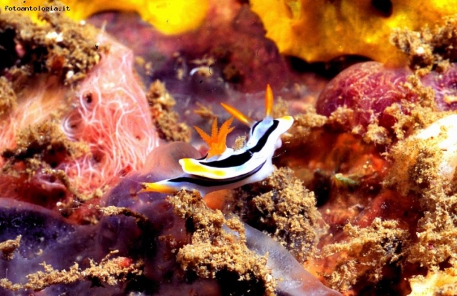 Nudibranco