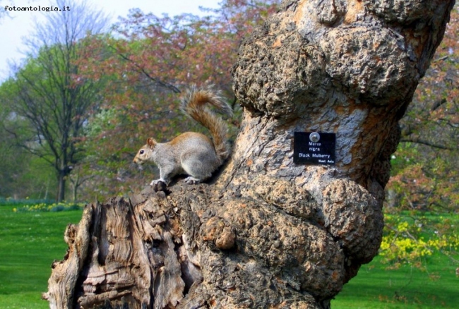 scoiattolo londinese