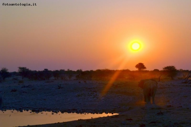 Elefante in controluce.