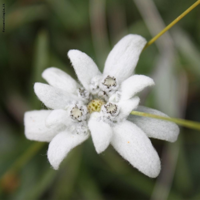 la rara stella alpina