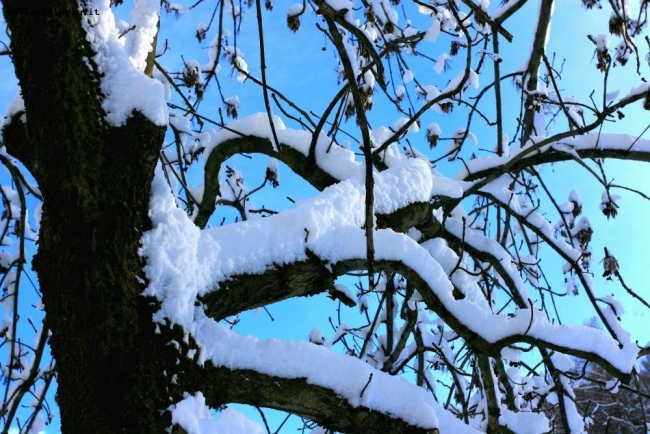 Legno, neve e cielo-