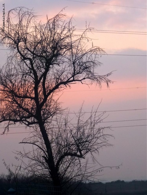albero al tramonto