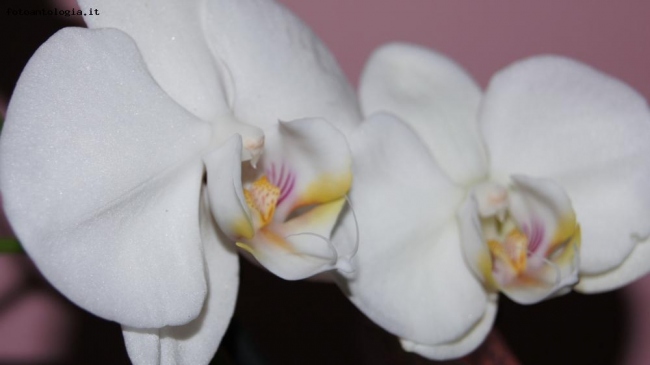 Orchidea.