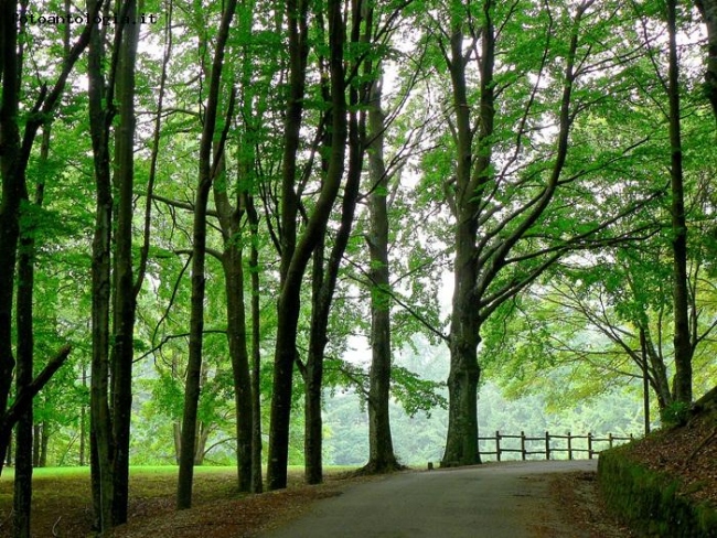 strada nel bosco