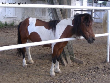 Il cavallino