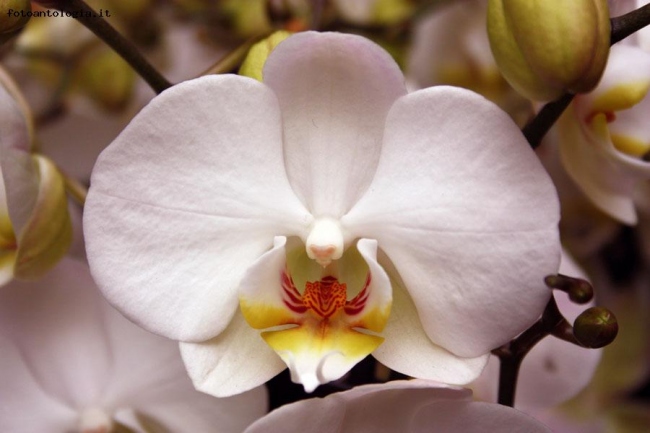 ... orchidea 2