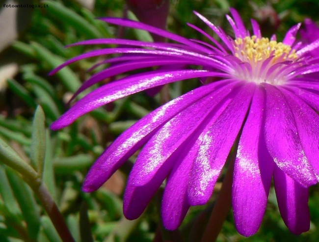 un semplice fiore rosa