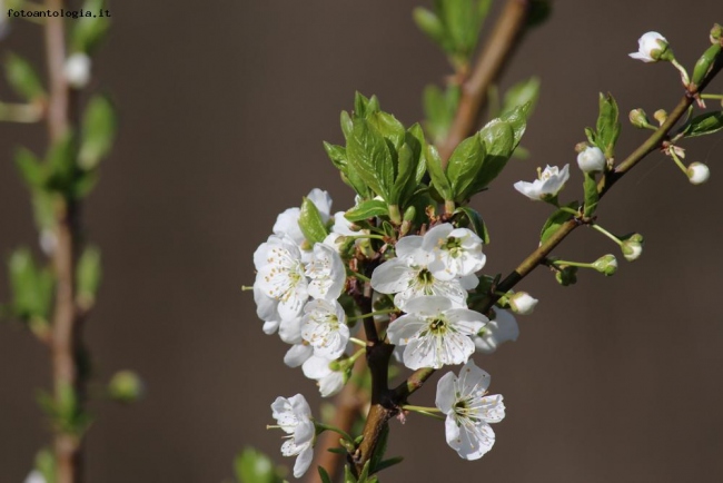 PRIMAVERA