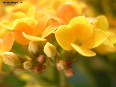 Kalanchoe blossfeldiana - fiorellini arancioni