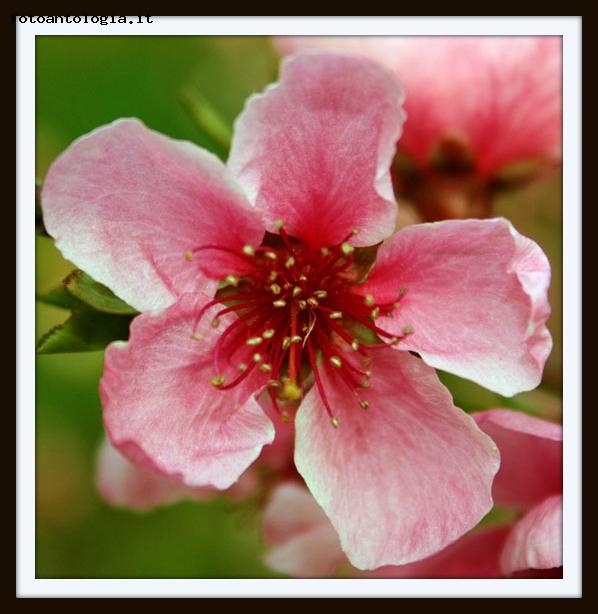 ... fiori rosa ... fiori di pesco