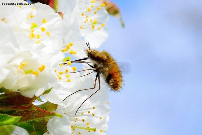 Bombylius  :-)
