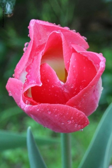 tulipano con gocce