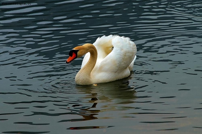 Moby Duck