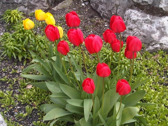 TULIPANI