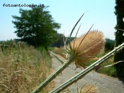 Fiore spinoso