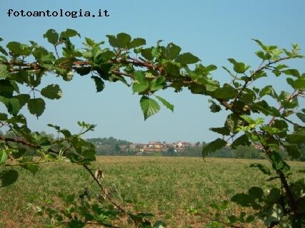 Paesino sotto arco di rovi