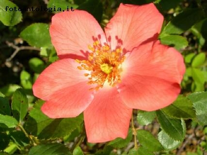 Rosa canina