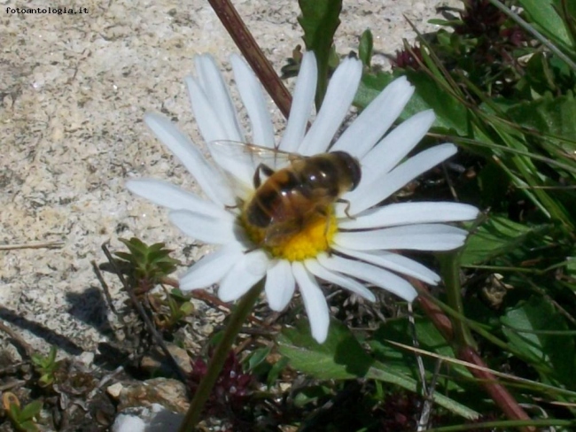 Margherita accogliente