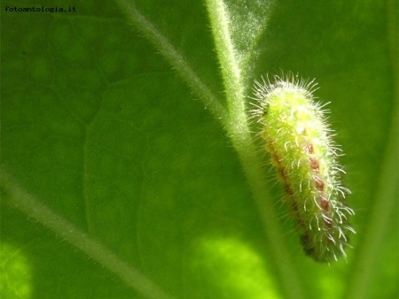 Larva di Cacyreus Marshalli (Licenide dei gerani)