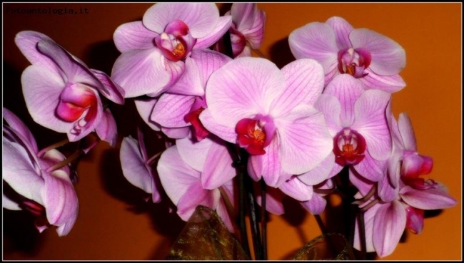 Orchidea