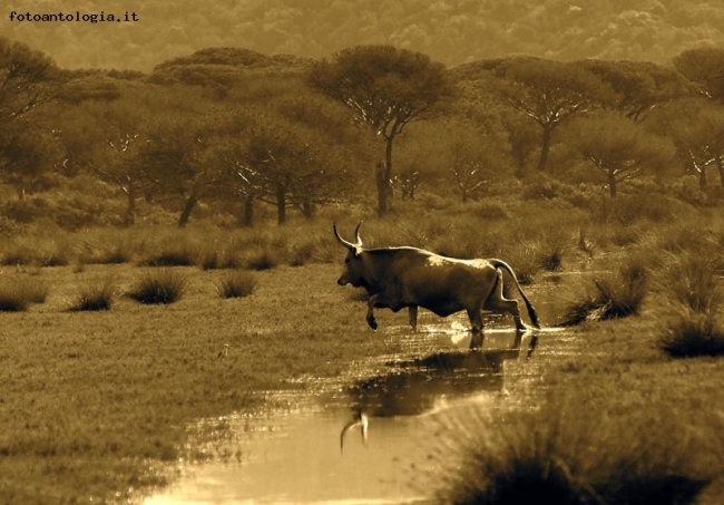 un salto in Maremma