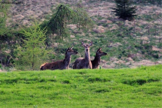 Cervi femmina in Malga Mola