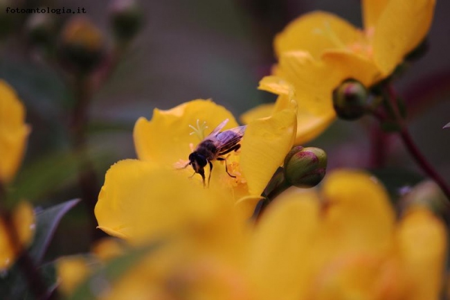 E' il tempo dell'impollinazione