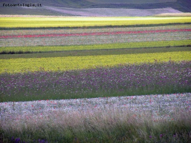 La Fioritura di Castelluccio di Norcia