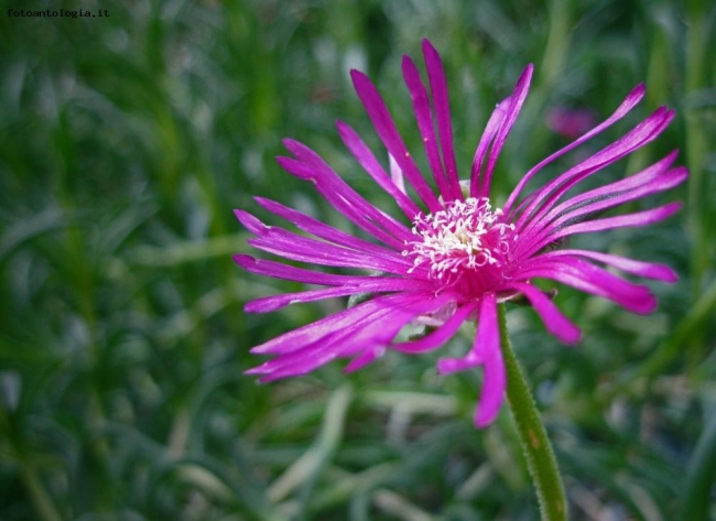 Lampranthus roseus