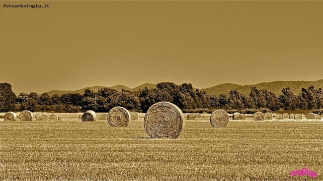 ruotedipaglia..