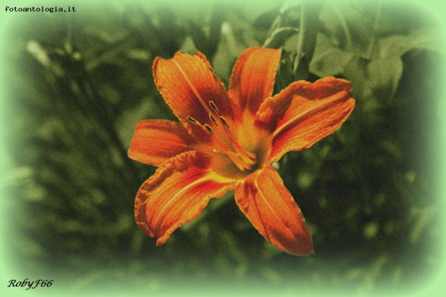 ... lilium 