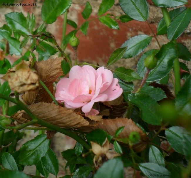 Un fiore per te