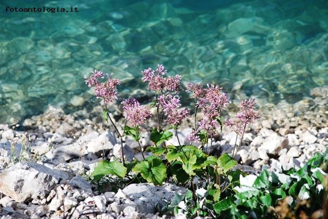 fiori montani