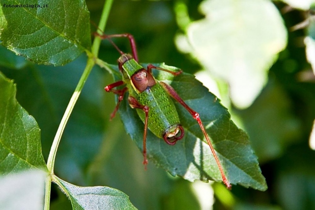 Strano insetto
