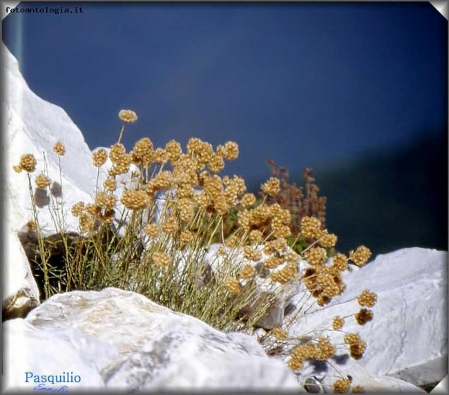 Particolare ripreso nel 1992 presso Pasquilio