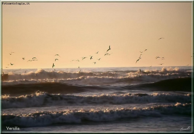 Volo di gabbiani - Versilia bella