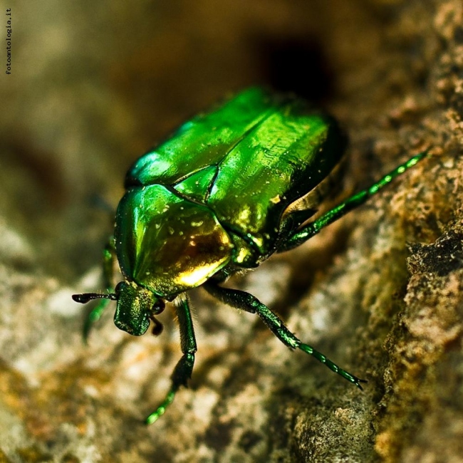 Cetonischema aeruginosa (Scarabeo)